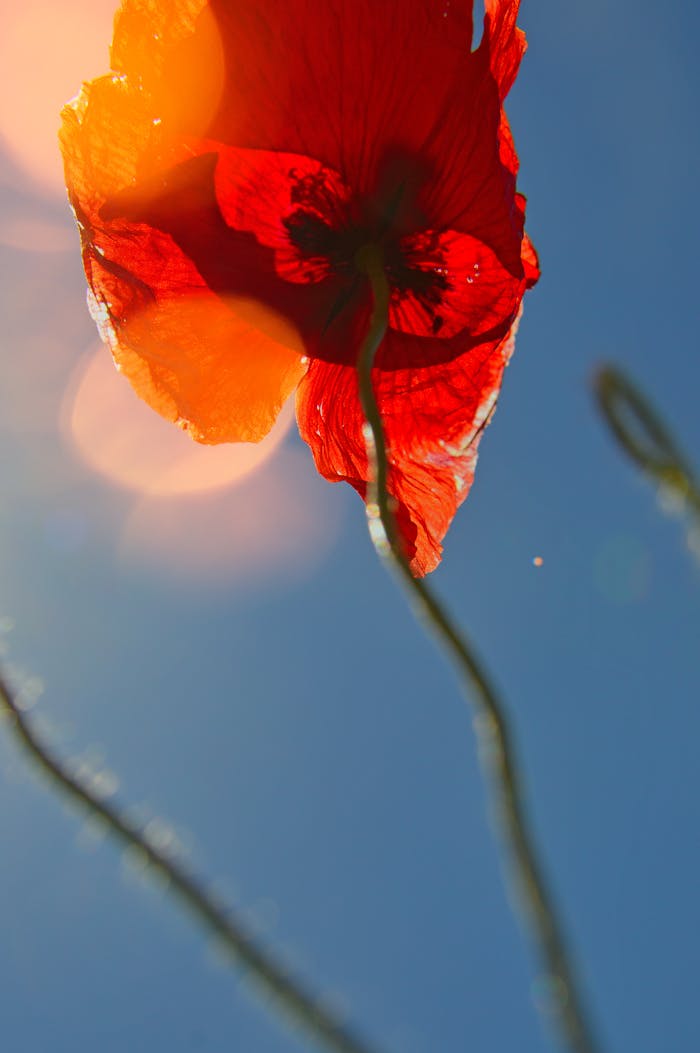 brand-03 Close-up of a vibrant red poppy against a blue sky captured in bright daylight, showcasing natural beauty.